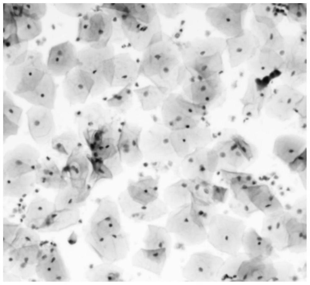 Cell preservation solution for rapid cell immunohistochemistry as well as preparation method and application thereof