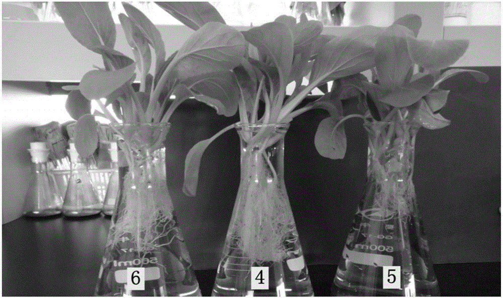 Biological compound fertilizer capable of promoting growth of crop roots and preparation method thereof
