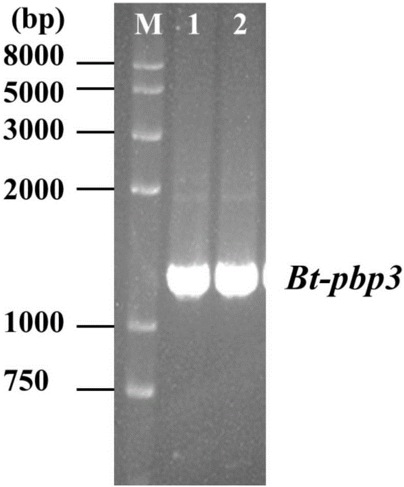 Penicillin-binding protein and application thereof