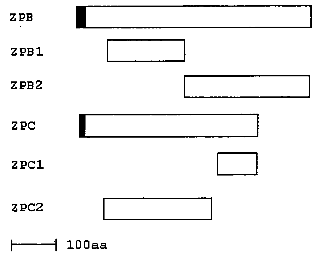 Vaccines with enhanced immune response and methods for their preparation