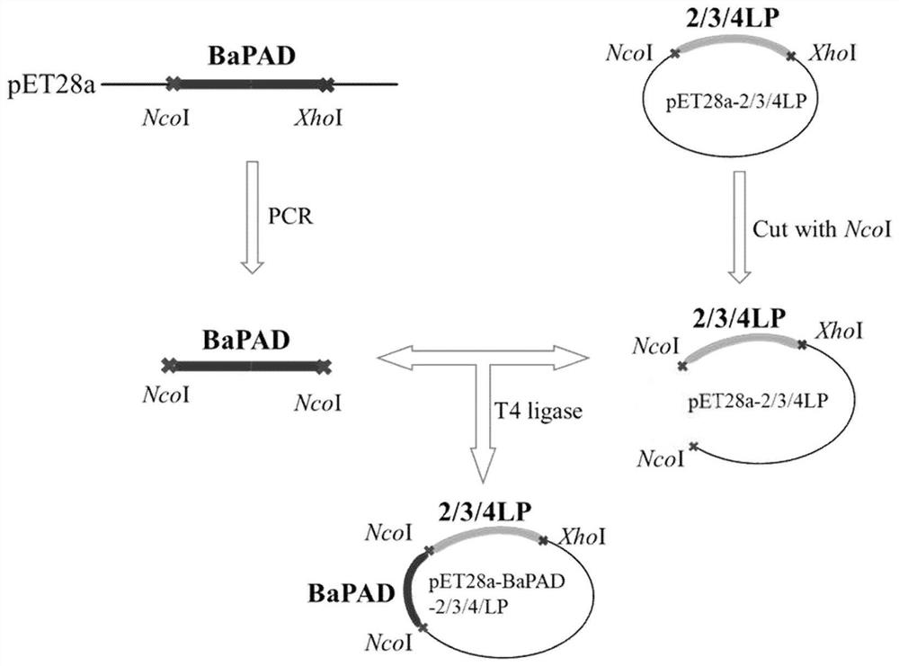 Linker peptide mediated enzyme immobilized BaPAD catalyst, and preparation method and application thereof