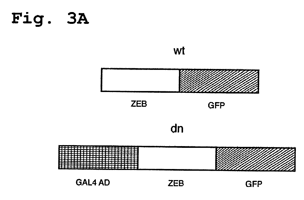 Methods and compositions useful for diagnosis, staging, and treatment of cancers and tumors