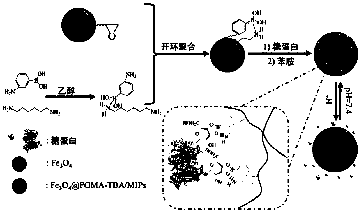 A glycoprotein surface imprinted polymer based on team boron affinity and its preparation method and application