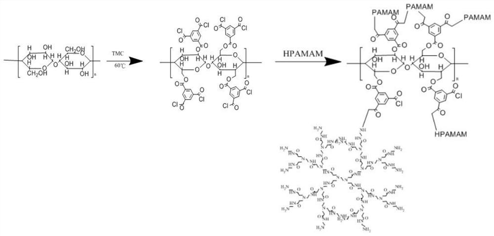A preparation method and application method of a cross-linked hyperbranched amine-modified oxidized starch adhesive applied to glued wood