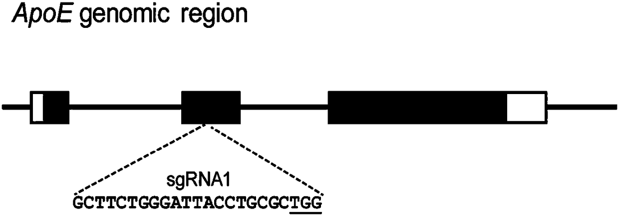 ApoE-CRISPR/Cas9 carrier and application thereof to ApoE gene knockout
