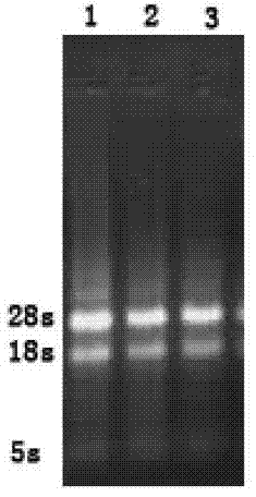 Method for cloning of pleurotus djamor HP1 laccase gene and dye decoloration of recombinase