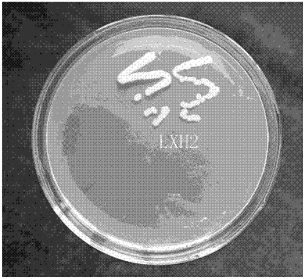 Peanut rhizosphere biocontrol bacterium, and preparation method and application thereof