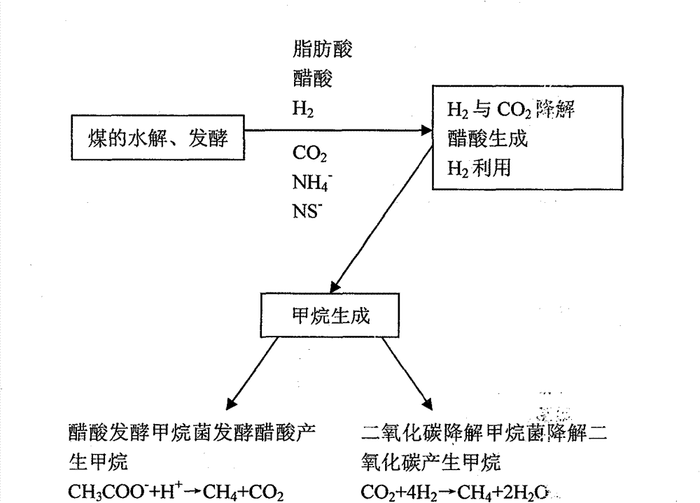 Method for making natural gas by underground coal bed microorganism