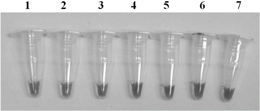 Method for rapidly detecting LOX (lipoxygenase) transgenic wheat and kit using method