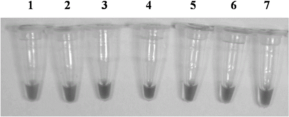 Method for rapidly detecting LOX (lipoxygenase) transgenic wheat and kit using method