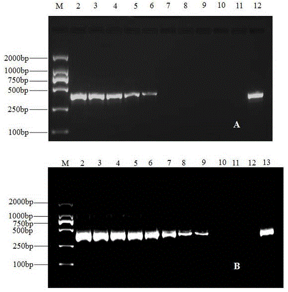 Phomopsis asparagi molecular detection primer and fast detection method