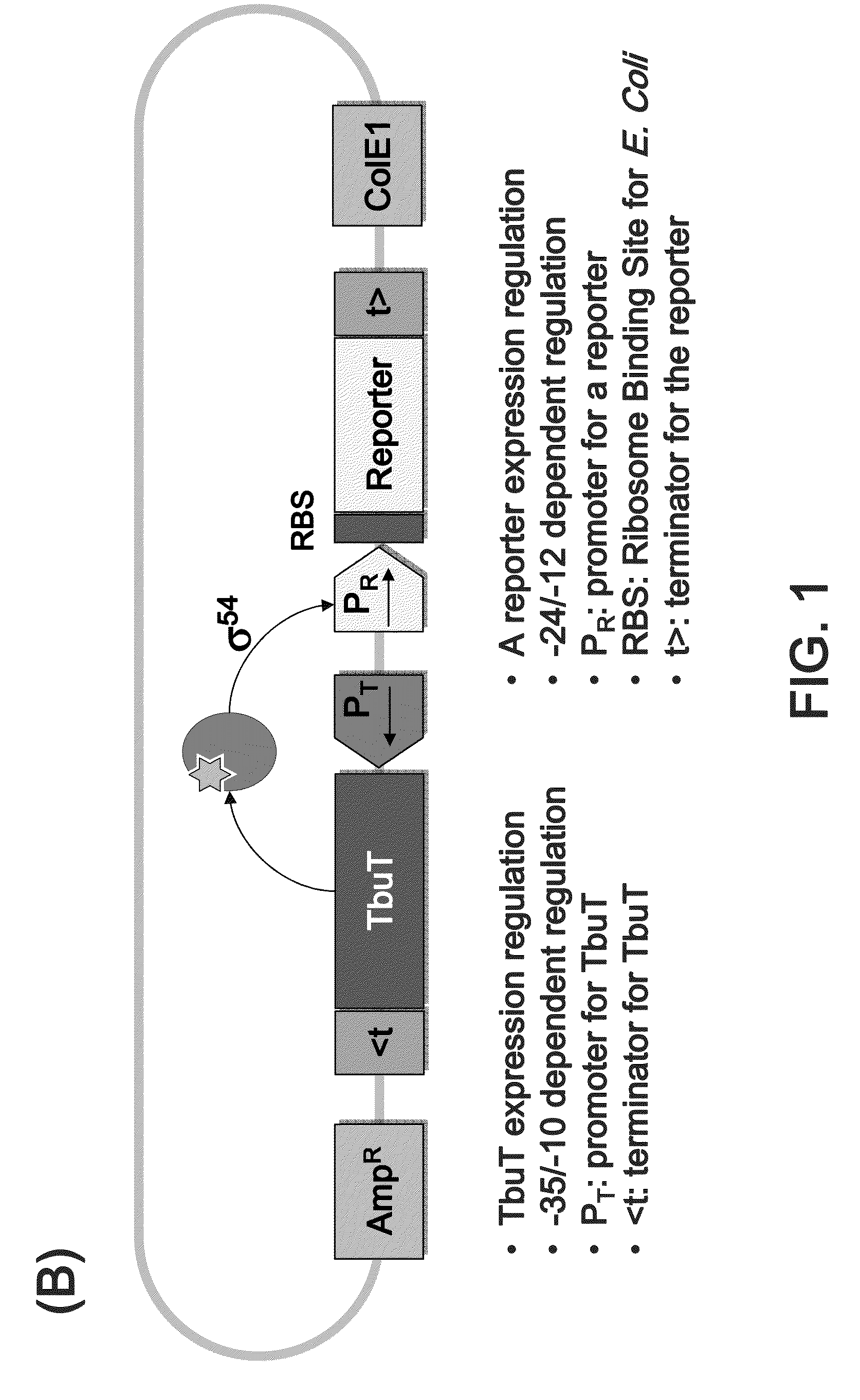 Method for screening and quantifying isoprene biosynthesis enzyme activity