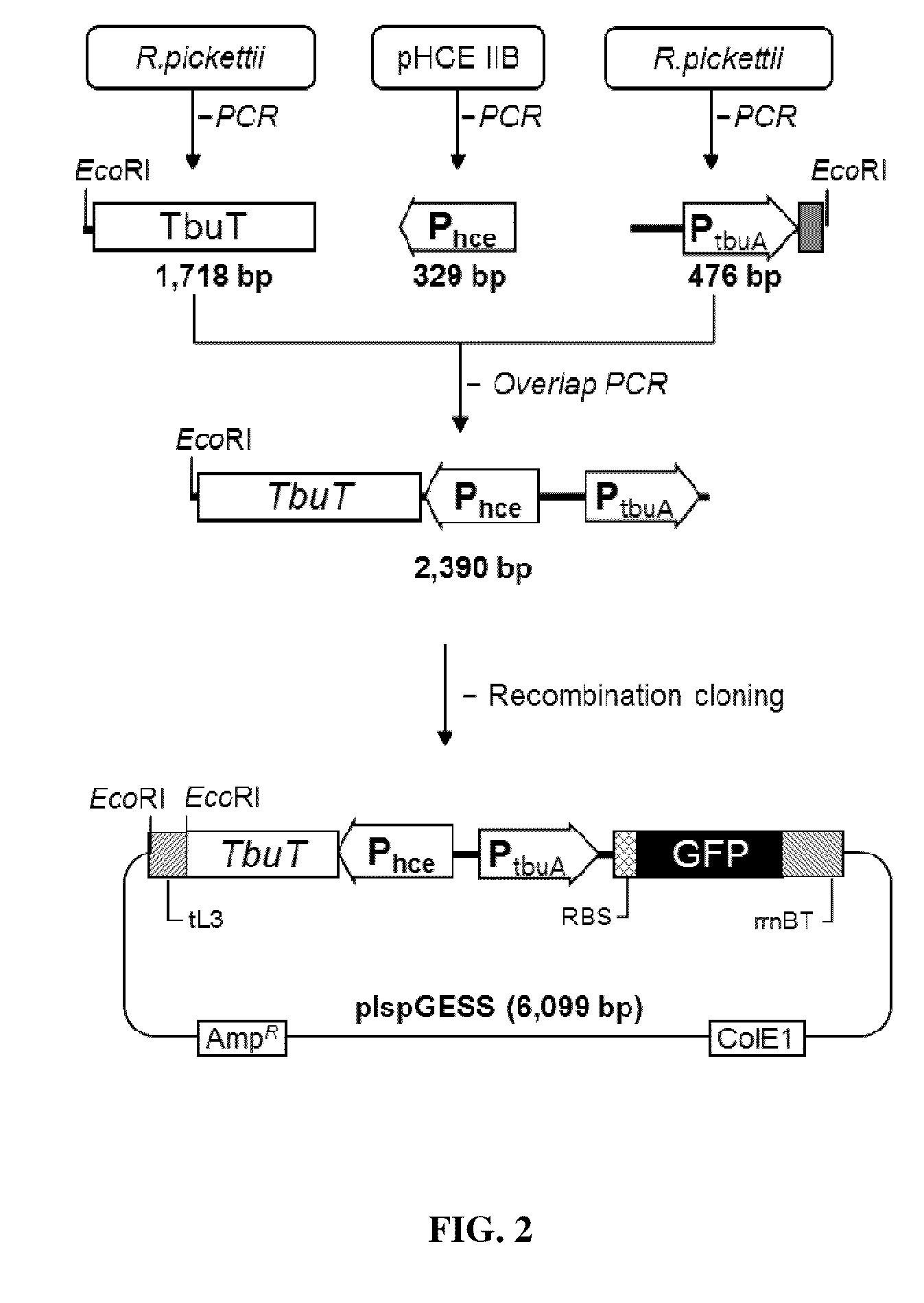 Method for screening and quantifying isoprene biosynthesis enzyme activity