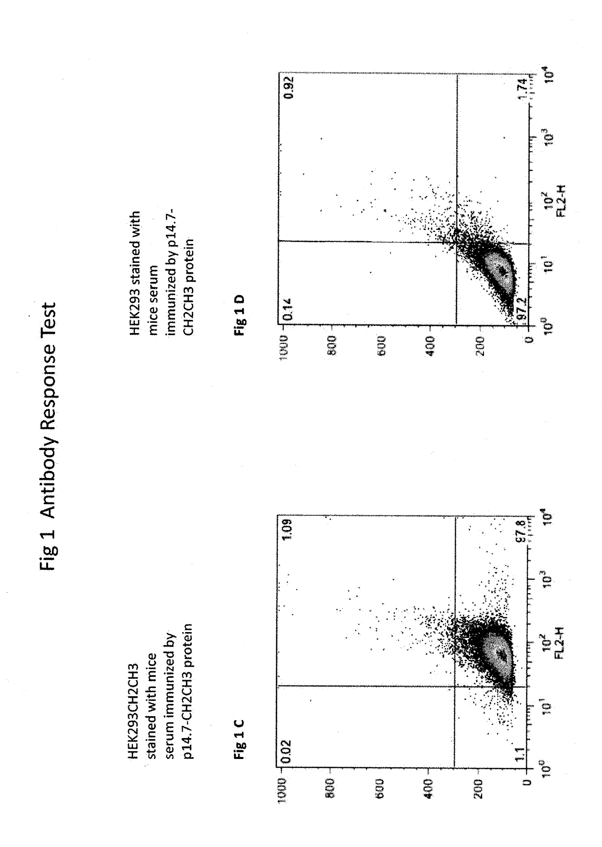 P14.7 protein and uses thereof as vaccine adjuvant