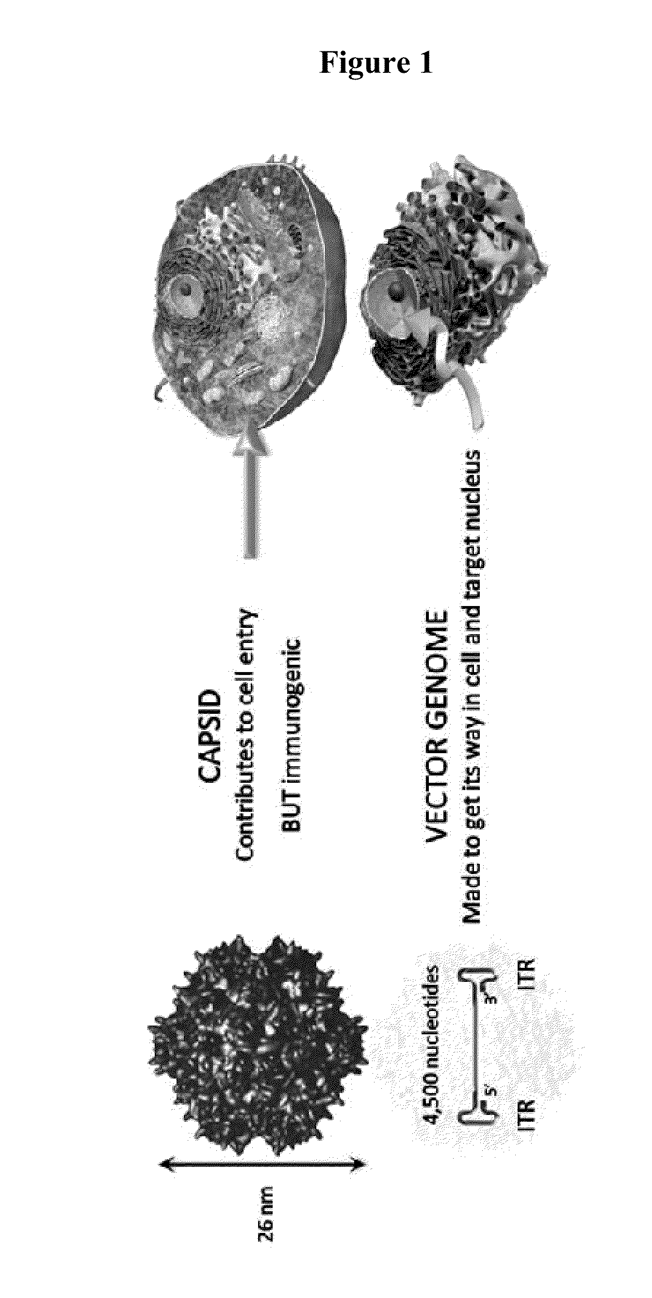Capsid-free aav vectors, compositions, and methods for vector production and gene delivery
