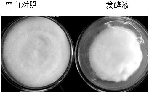 A strain of Brevibacterium halotolerant and its application in the preparation of microbial agents against plant pathogenic bacteria