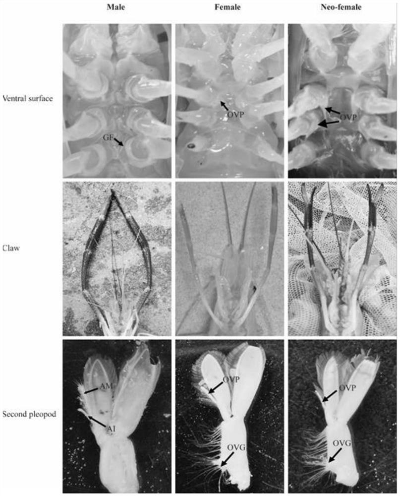 siRNA-IR sequence and application of male Macrobrachium rosenbergii sex transition