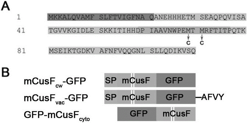 Protein with cadmium combination performance, and encoding gene and applications thereof