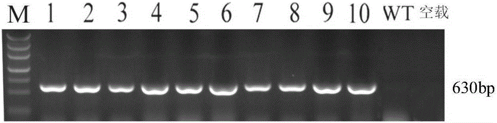 Protein with cadmium combination performance, and encoding gene and applications thereof