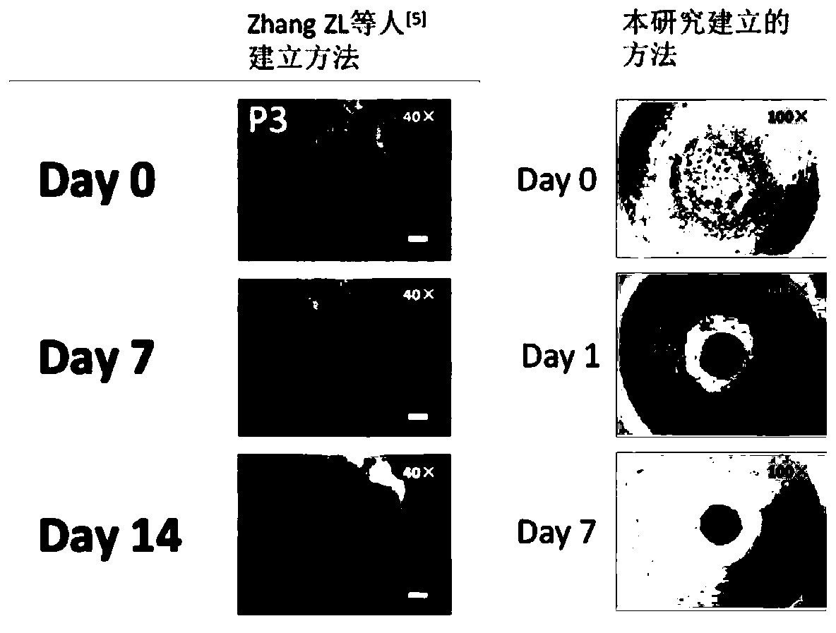 Specific culture medium for lung tumor organ and stentless 3D culturing method