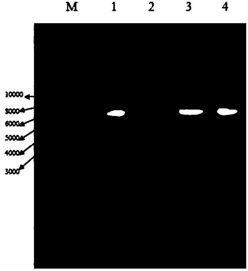 Method for rapidly preparing siRNA interference BLM helicase stable cell line