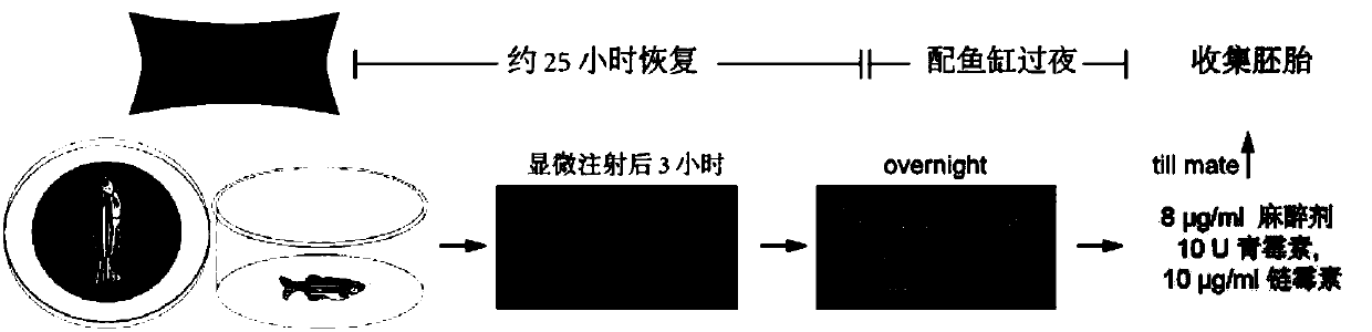 Gene modification method