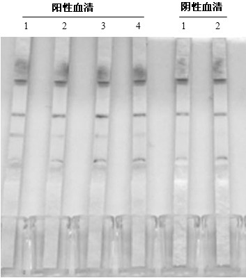 Test strip for identification and detection of bovine viral diarrhea virus and preparation method thereof