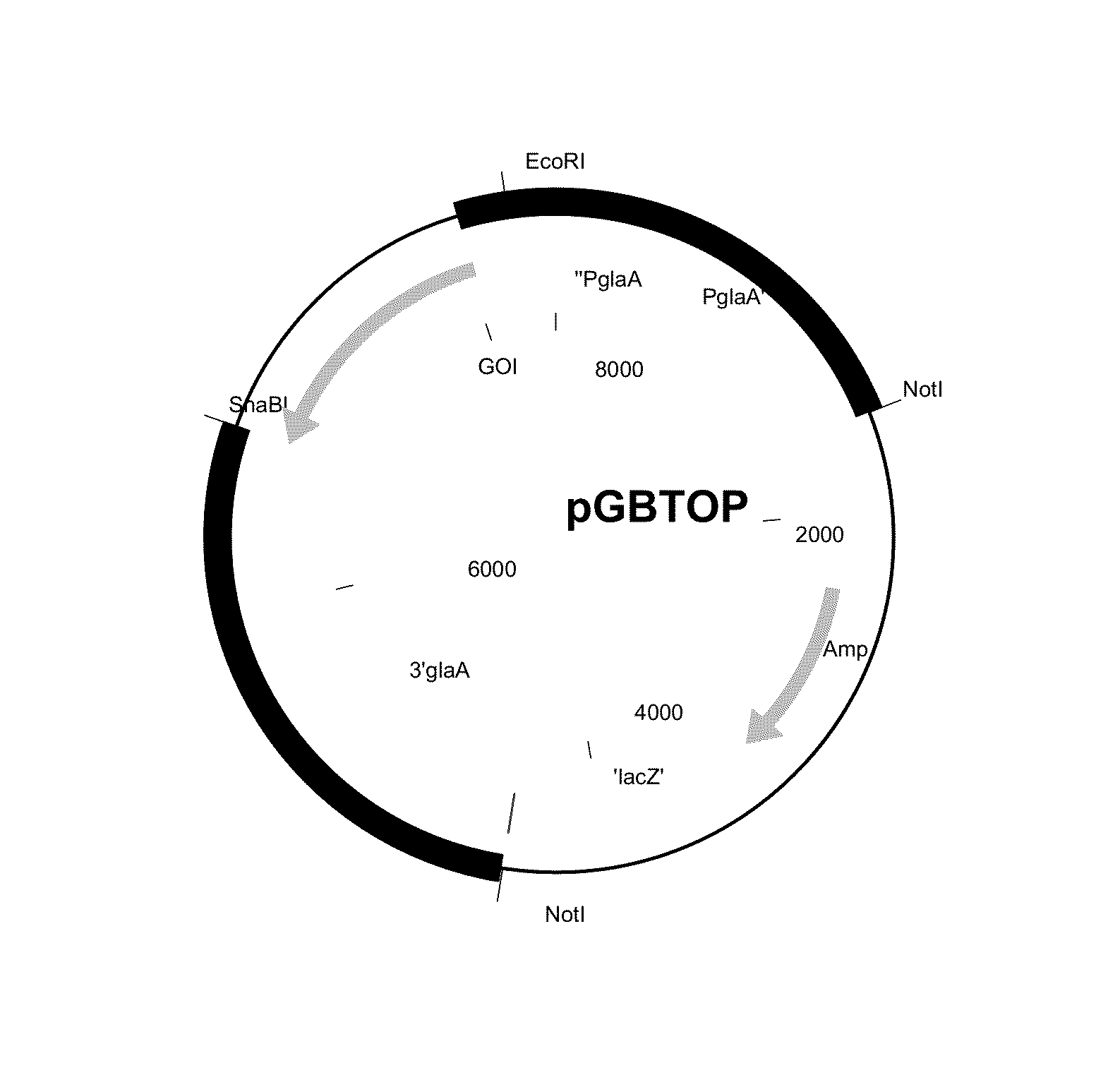 Polypeptide having beta-glucosidase activity and uses thereof