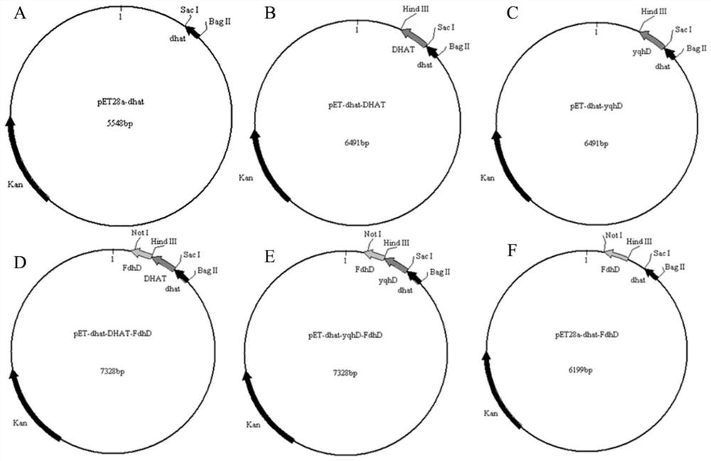 A kind of genetic engineering bacteria for efficient production of 1,3-propanediol and its construction method and application