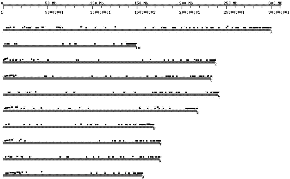 SNP molecular marker combination for maize genotyping and application thereof