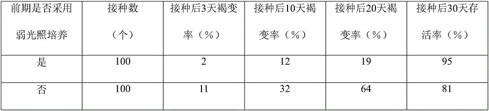 Rapid cultivation and propagation method for cattleya hybrida