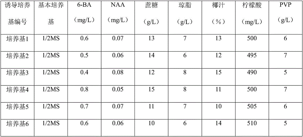 Rapid cultivation and propagation method for cattleya hybrida