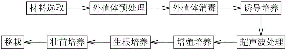 Rapid cultivation and propagation method for cattleya hybrida