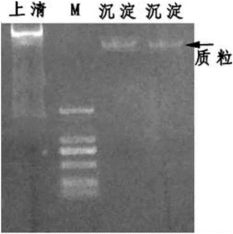 simple-and-easy-method-for-coarsely-extracting-plasmid-eureka-patsnap-develop-intelligence