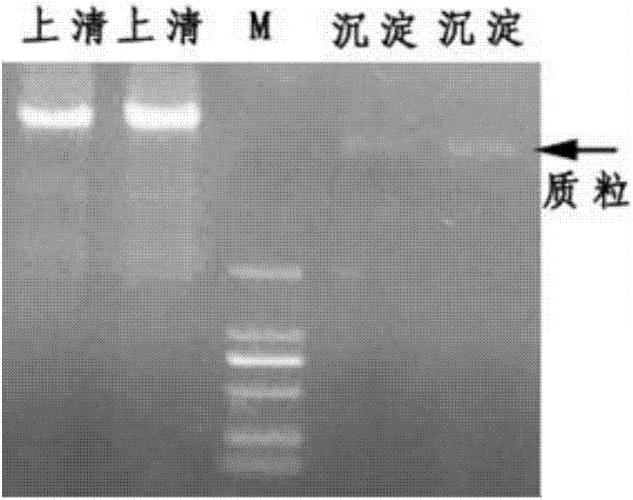 simple-and-easy-method-for-coarsely-extracting-plasmid-eureka