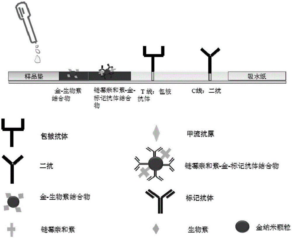 A colloidal gold immunochromatographic test strip for detecting influenza A antigen and method for detecting influenza A antigen