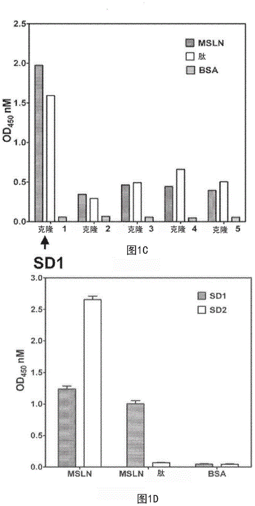 Mesothelin antibodies and methods for eliciting potent antitumor activity