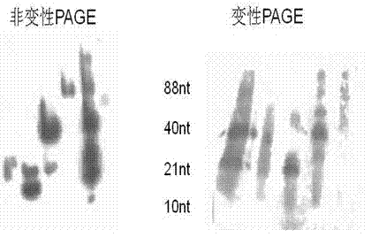 Nucleic acid marker for gel electrophoresis as well as preparation method and application thereof