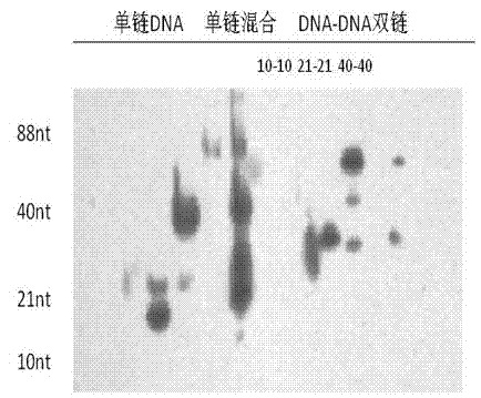 Nucleic acid marker for gel electrophoresis as well as preparation method and application thereof