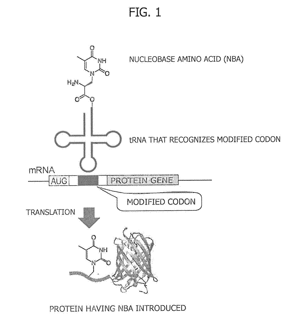 Amino acid-modified nucleic acid and utilization thereof