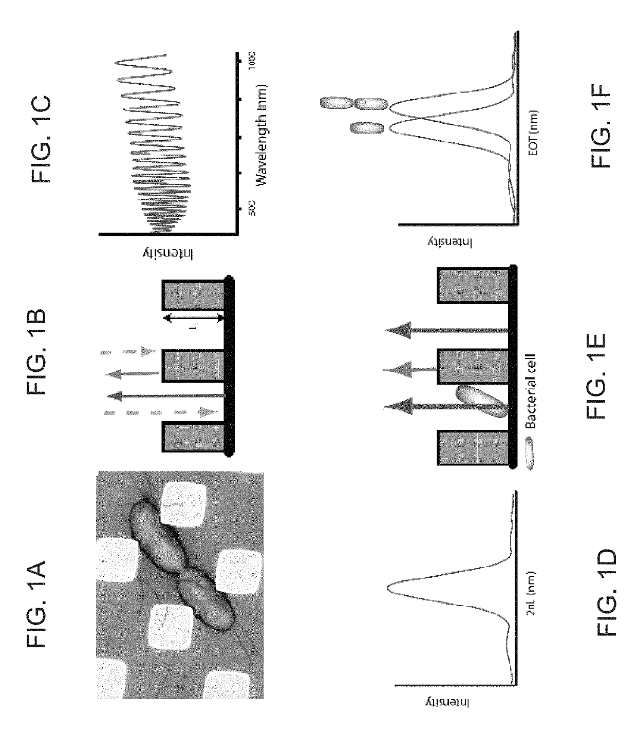 Methods of determining cellular phenotypes