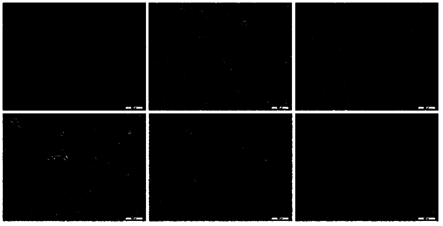 Application of pachysamine/pachysandrine G