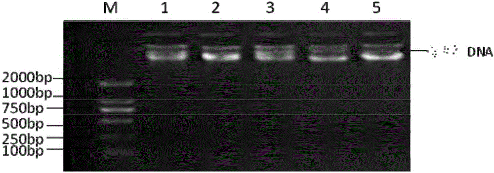 Method for detecting insertion-deletions polymorphism of sheep FTH-1 (ferritin heavy polypeptide1) genes by utilizing PCR-SSCP (polymerase chain reaction-single strand conformation polymorphism) and application thereof