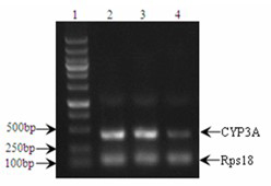 shRNA molecule of knockdown mouse endogenous CYP3A, recombinant expression vector, its preparation method and application