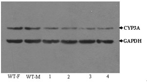 shRNA molecule of knockdown mouse endogenous CYP3A, recombinant expression vector, its preparation method and application