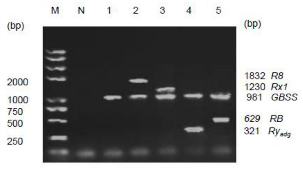 Simple and efficient potato multi-R gene polymerization assisted breeding method