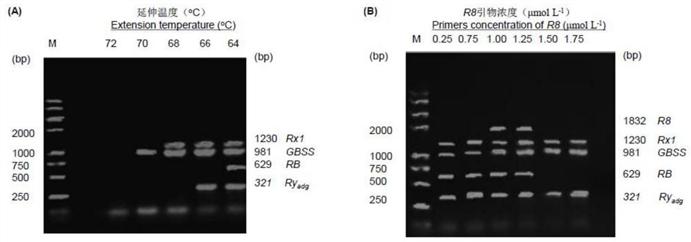 Simple and efficient potato multi-R gene polymerization assisted breeding method
