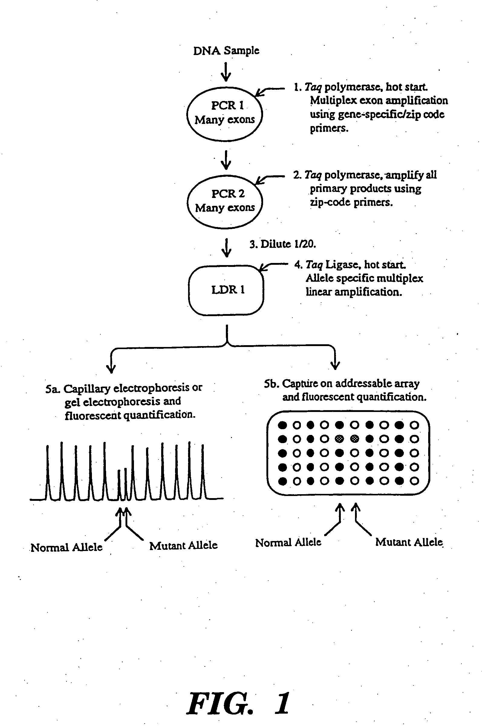 Detection of nucleic acid sequence differences using coupled ligase detection and polymerase chain reactions