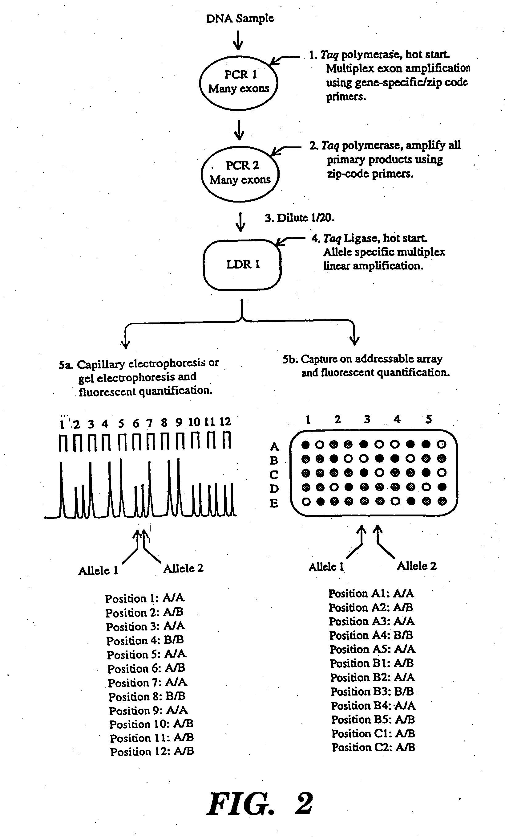 Detection of nucleic acid sequence differences using coupled ligase detection and polymerase chain reactions