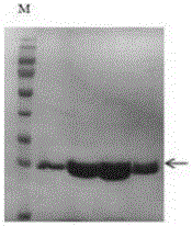 Preparation method and applications of actinobacillus pleuropneumoniae-derived I-F type CRISPR-associated protein Csy4